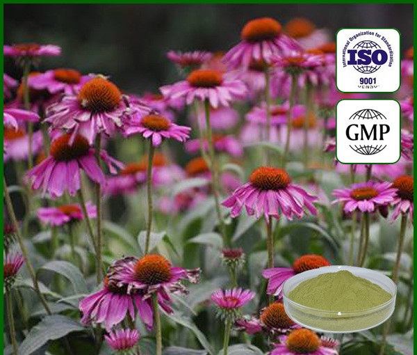Epimedium Extract