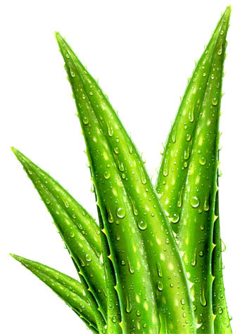 Aloe vera powder Extract