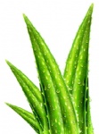 Aloe vera powder Extract