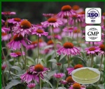 Echinacea Extract